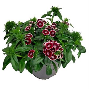 Bild von Ej Dianthus P19 Red White Picotee